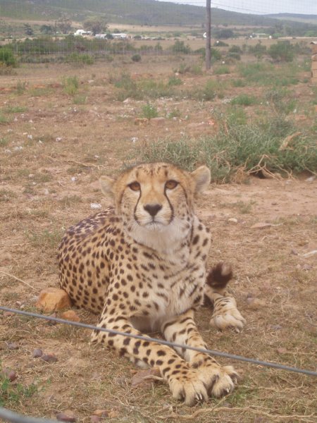 KeHa_in_South_Africa - 220